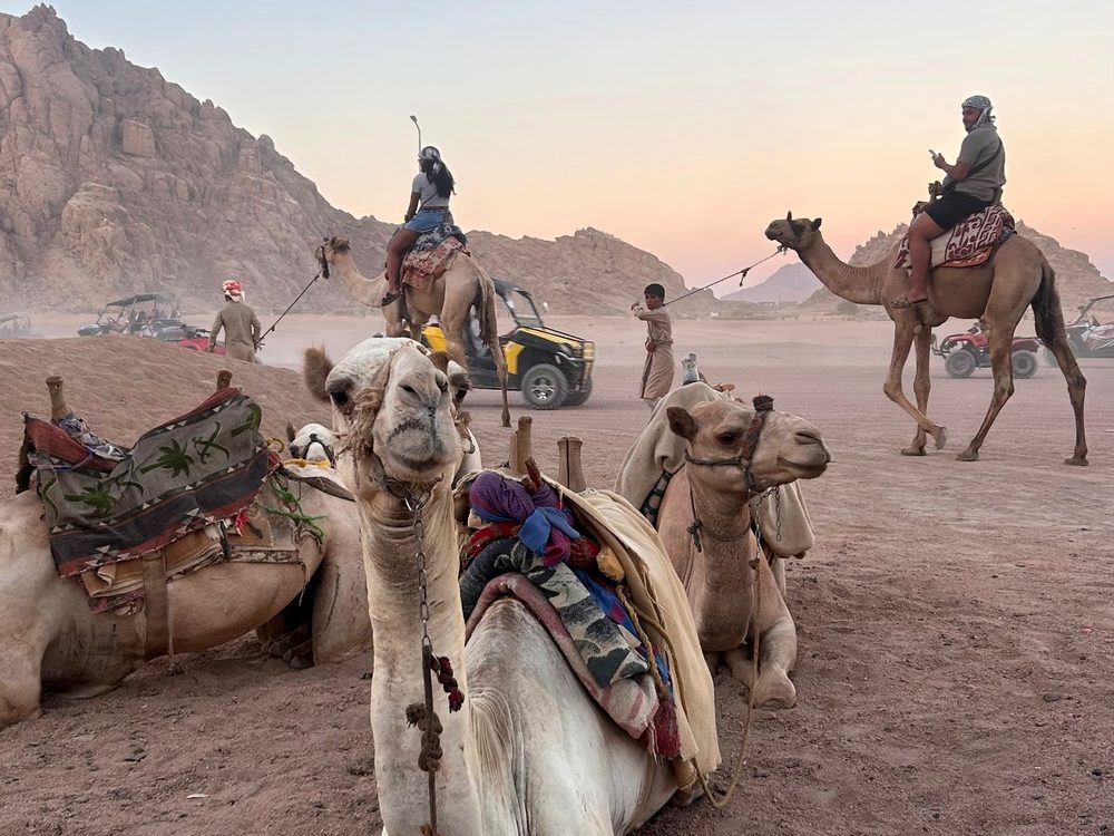 Camel & Horse Riding
